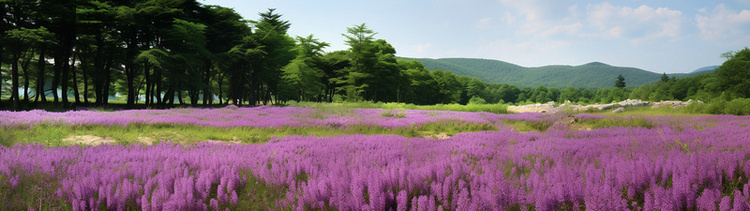 一片紫色花朵和绿枝树顶的田野