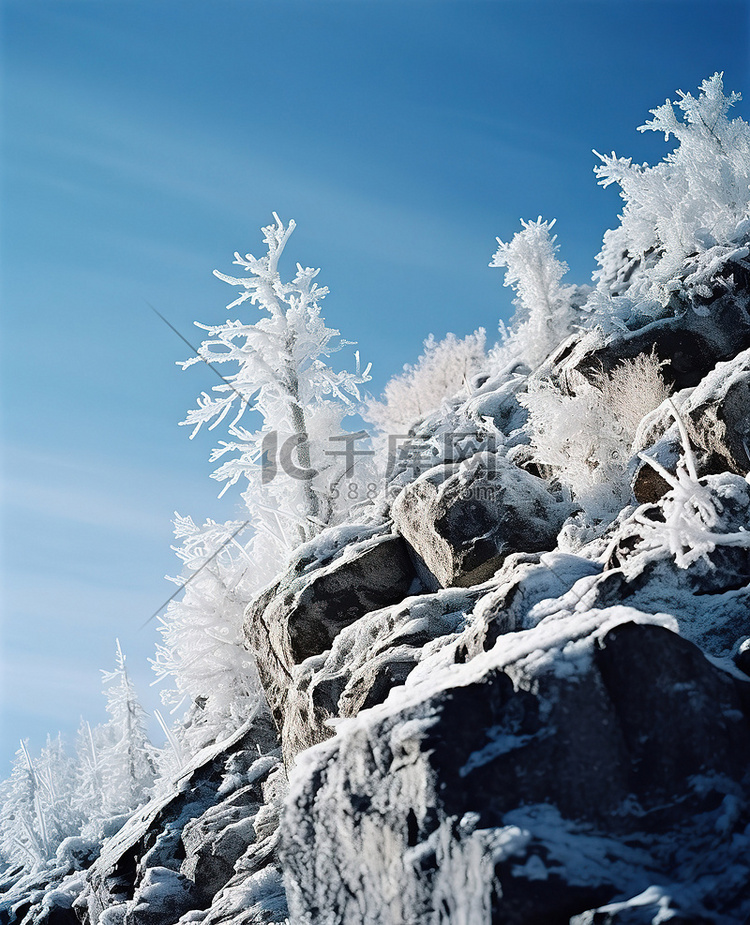 雪壁上结霜的树木