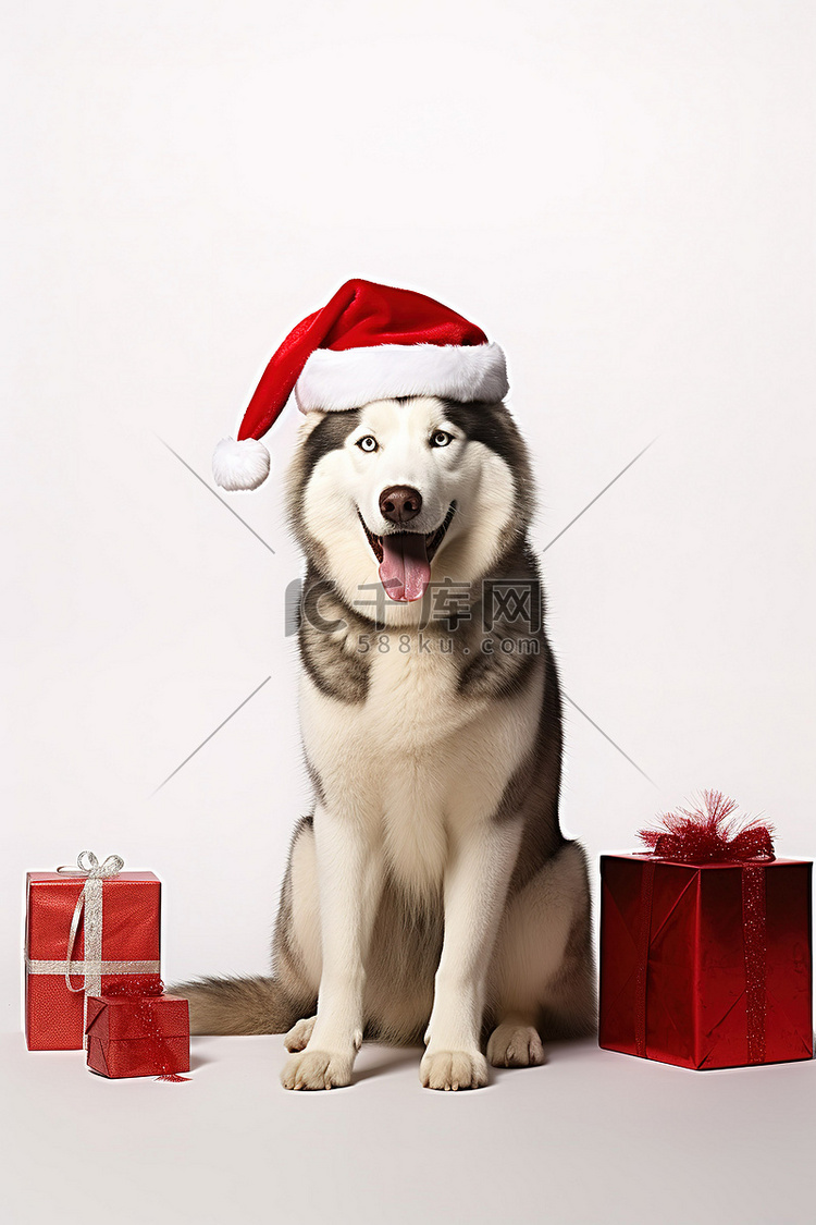 一只哈士奇狗坐在圣诞帽前并送礼