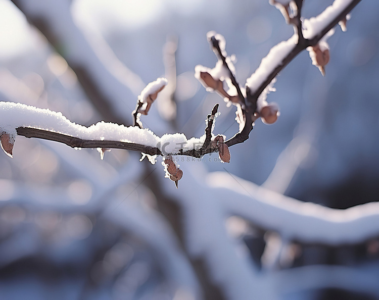 冬天，雪覆盖在植物的树枝上