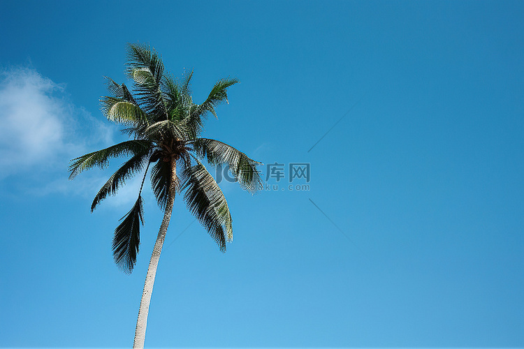 棕榈树映衬着蓝天