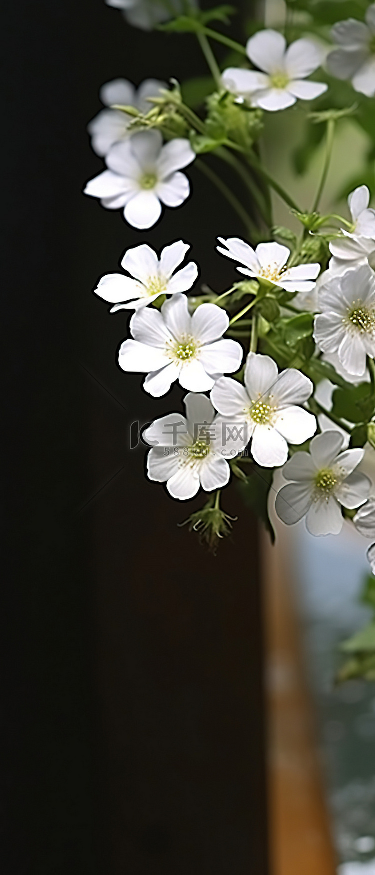 桌子上的白色花朵