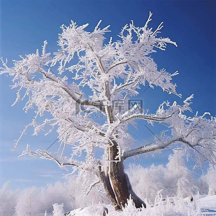 蓝天白雪覆盖的一棵树