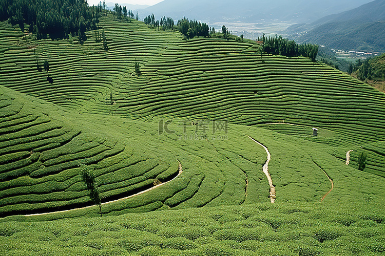 有一条圆形小路穿过的茶园