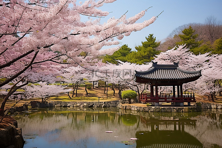 樱花树下的花卉景观中的池塘