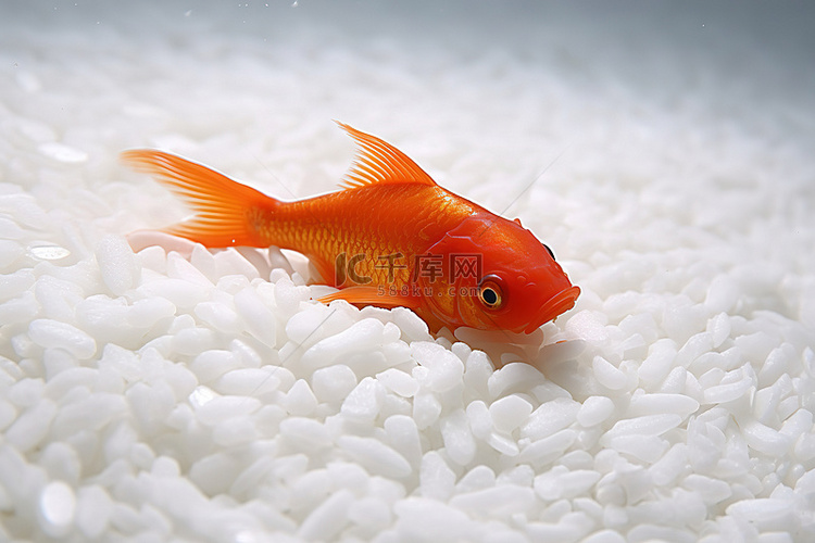一条橙色的鱼坐在一堆白米里