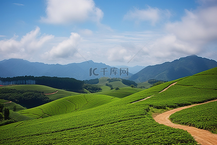 茶园和谷 beim nam 越南亚洲