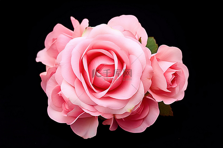 夏季单束粉色玫瑰花