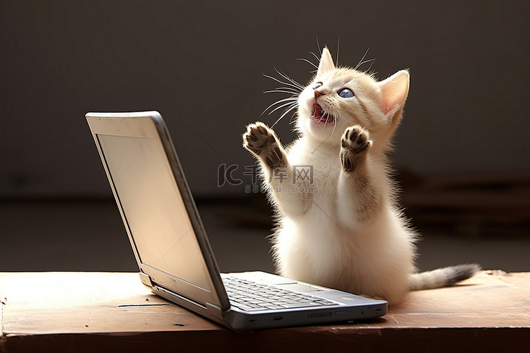 小猫坐在窗边的笔记本电脑上