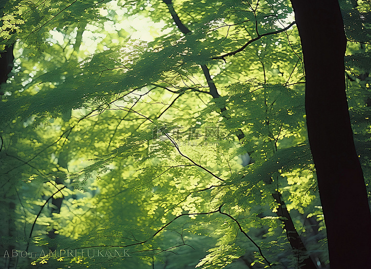 光线穿过森林树冠，阳光透过树叶