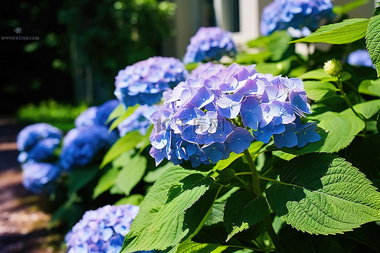 这张照片显示了一些蓝色开花的绣