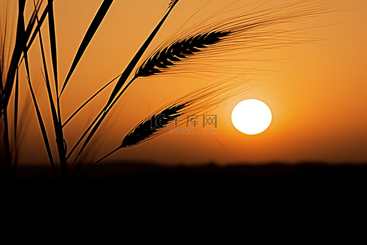 日落黑色和白色剪影小麦
