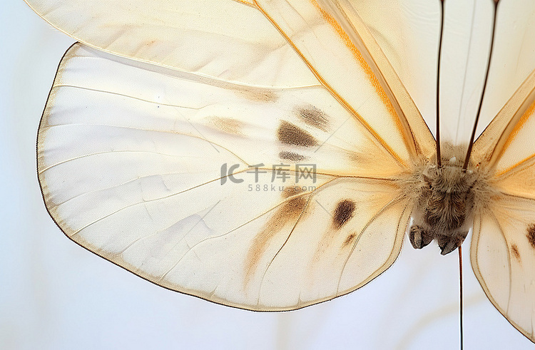 蝴蝶的翅膀被画在白色上
