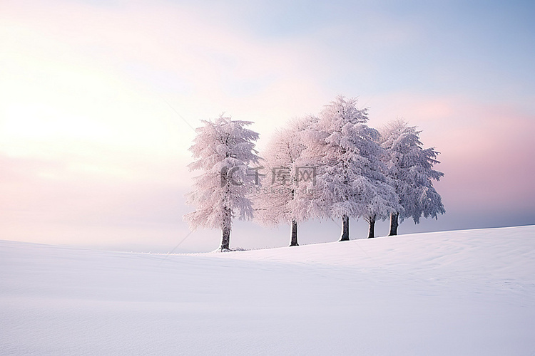 冬季景观的图像，树木被雪覆盖