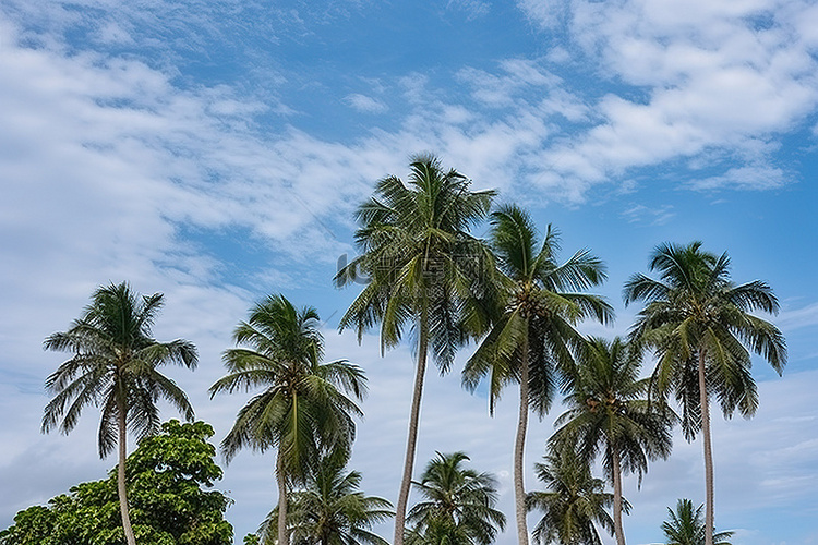 一群椰子树，天空中有云