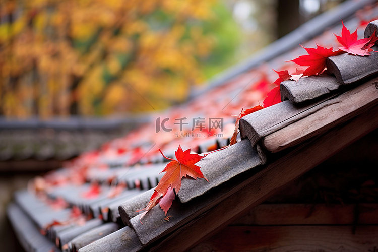 屋顶上的红叶