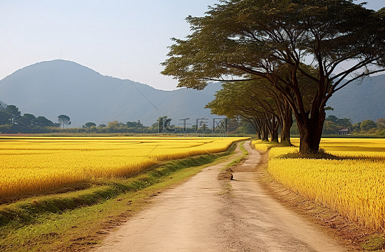 一条老路通向一片长满黄熟稻谷的