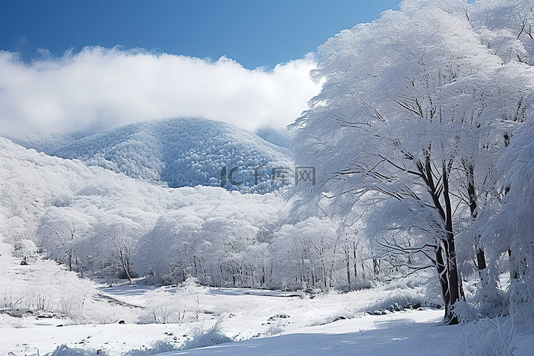 冬天有雪覆盖的树木山脉和树木的