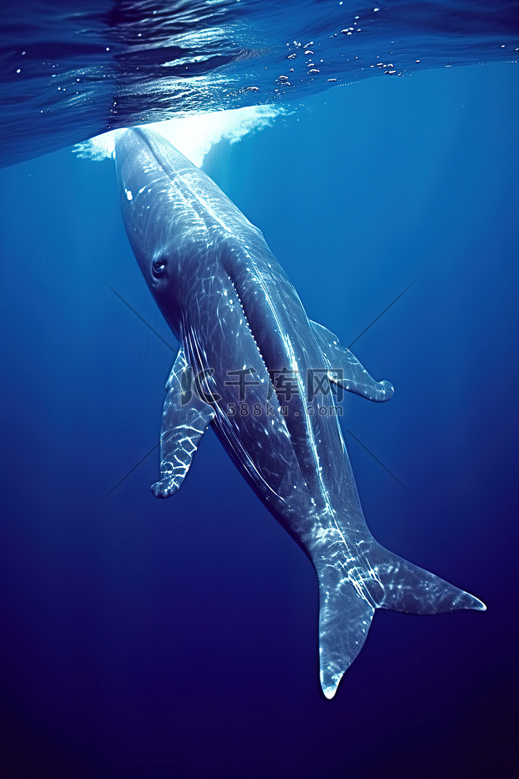 座头鲸在蓝色的水中游泳