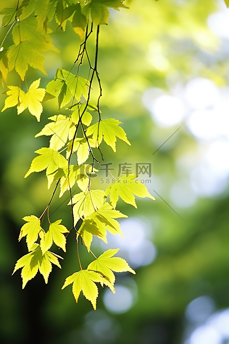 绿色和黄色的叶子生长在树上
