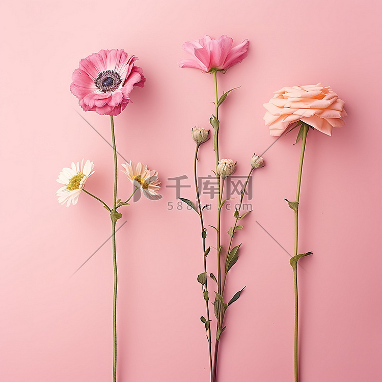 粉红色背景上的三朵不同的花