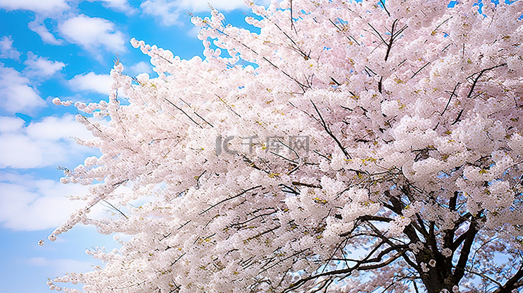 盛开的樱花树pc92354867