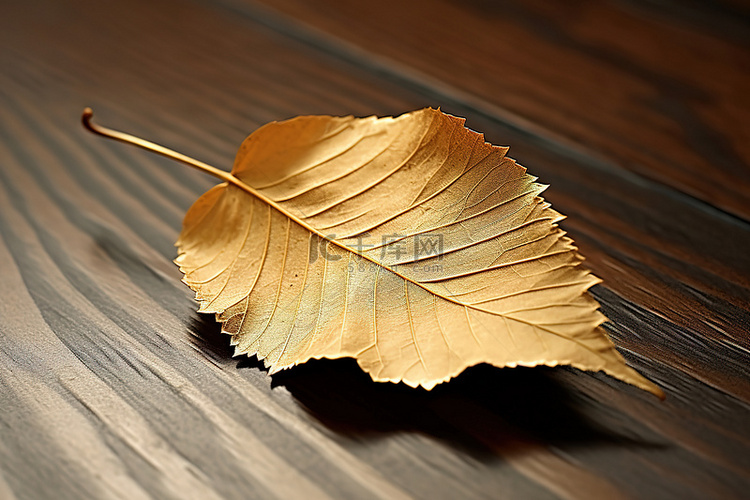 一张掉落的白桦叶躺在一张木桌上