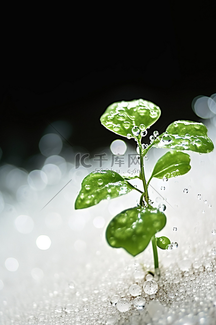 雨水滴在植物上