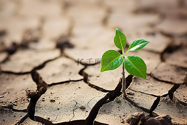 干旱，幼苗从干裂的土壤中生长出