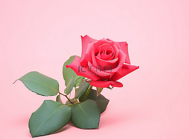 红玫瑰在粉红色的背景上被孤立地