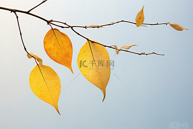秋天的叶子 照片丹尼尔埃克尔斯