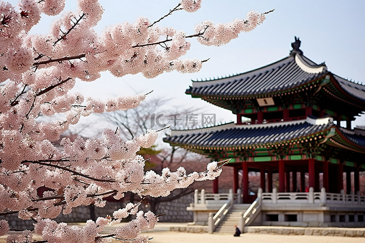 春天开白花的韩国宝塔