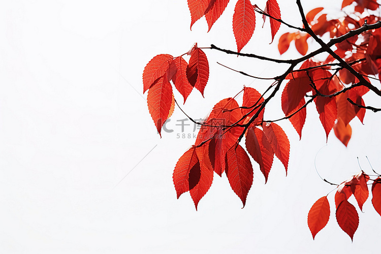 红色的树叶映衬着白色的天空