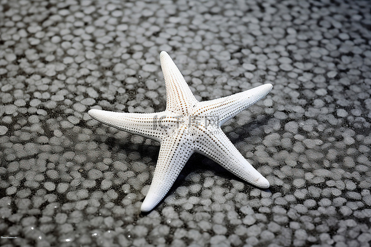 白色海星躺在瓷砖地板上