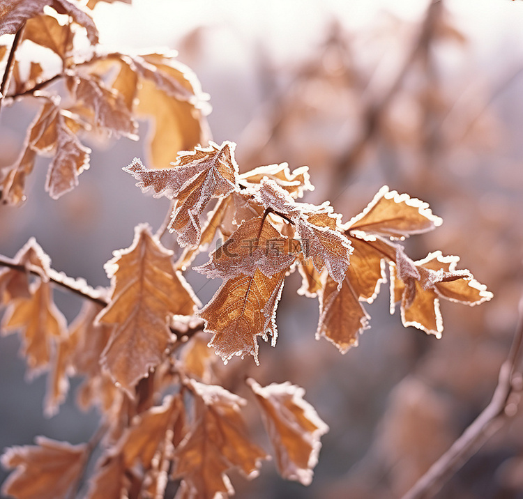 灌木上的霜覆盖叶子