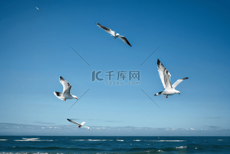 海面上飞翔的海鸥图片2