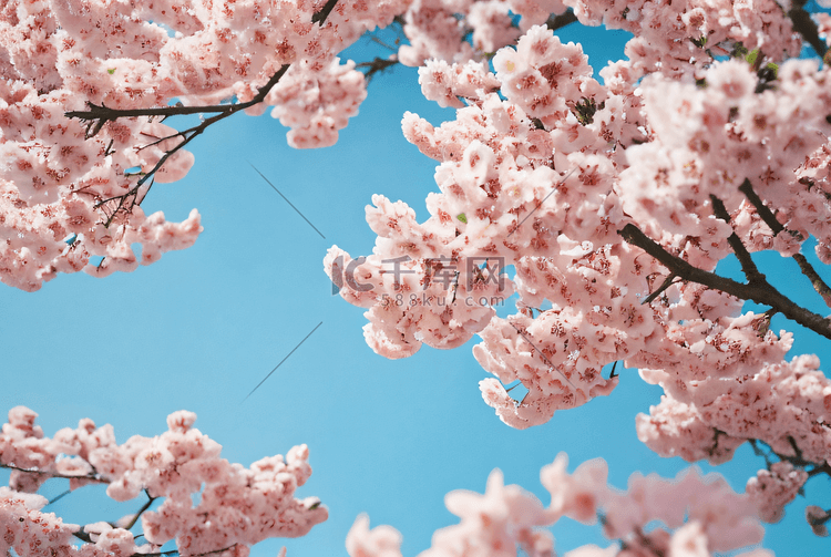 春天室外粉色樱花盛开摄影图片7