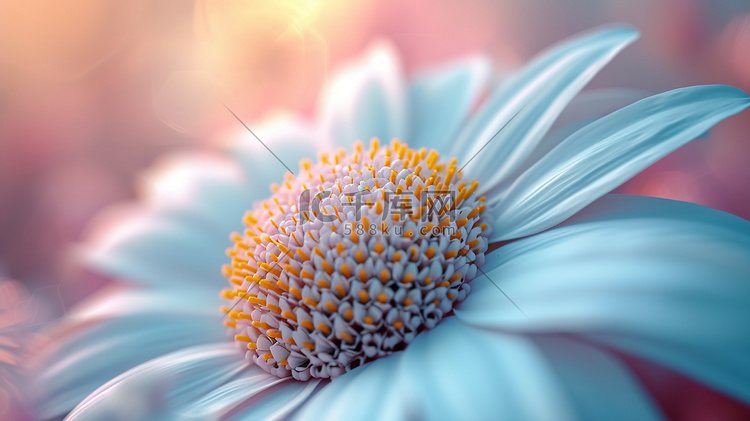 一朵盛开的花唯美摄影图11