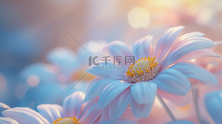 一朵盛开的花唯美摄影图9