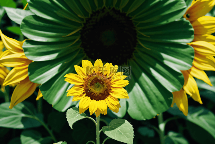 夏季盛开的黄色向日葵摄影照片6