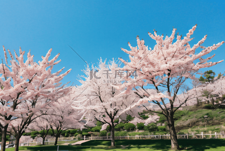 春季蓝天下的粉色樱花摄影图5