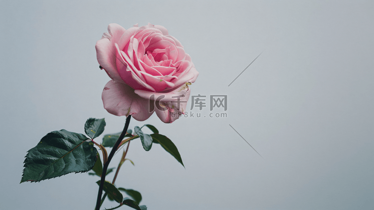 鲜花玫瑰主题背景14