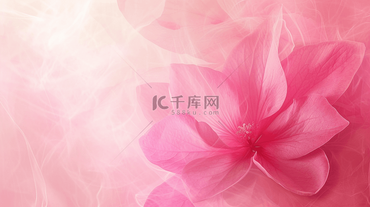 粉红色光芒花朵的背景图22