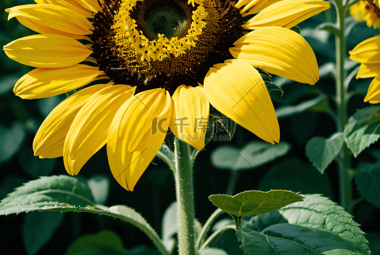 夏季盛开的黄色向日葵摄影照片3