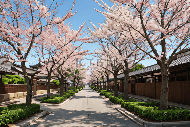 日本旅游樱花风景摄影配图3