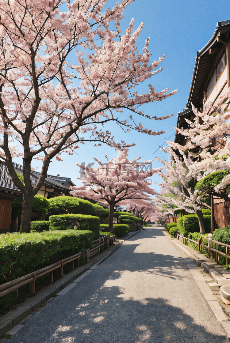 日本樱花季旅游街道樱花树摄影图