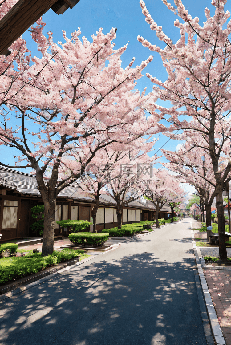 日本樱花季旅游摄影照片
