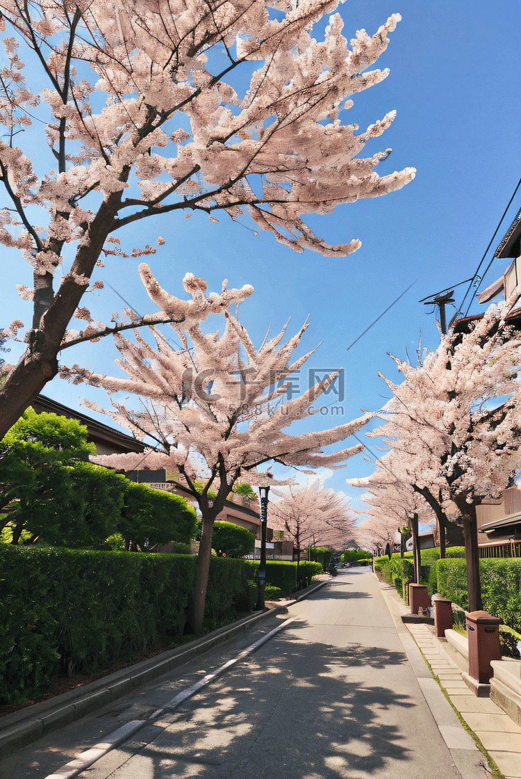 日本樱花季旅游街道樱花树摄影图