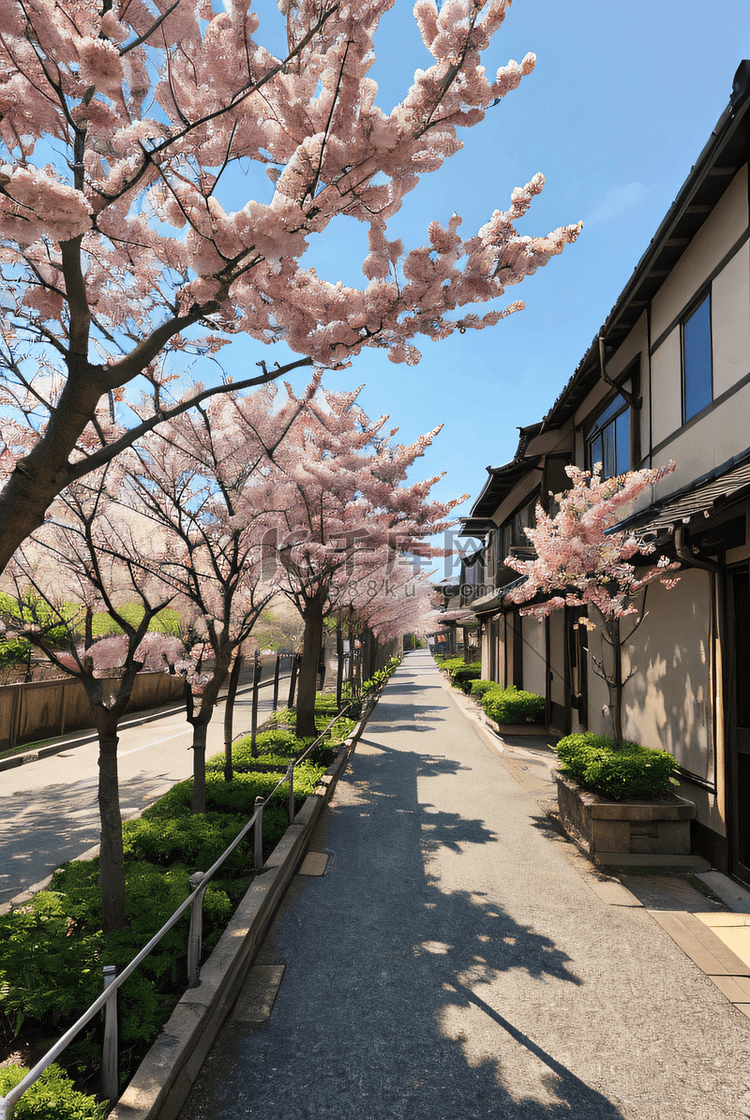 日本樱花季旅游街道樱花树摄影图