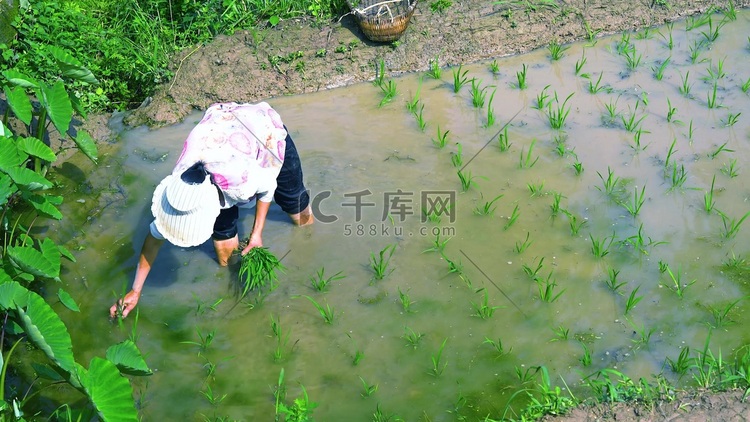 实拍农民阿姨弯腰种植秧苗